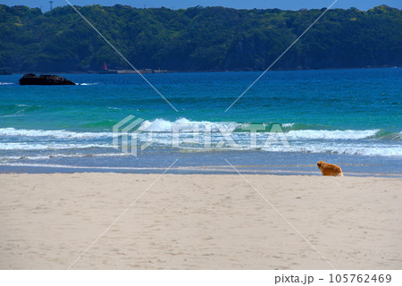 伊豆半島・南伊豆・入田浜、海外リゾートを思わせる優雅な浜辺、犬がいる風景・静岡県下田市(2) 105762469