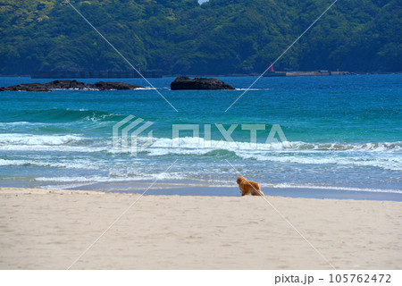 伊豆半島・南伊豆・入田浜、海外リゾートを思わせる優雅な浜辺、犬がいる風景・静岡県下田市(5) 105762472