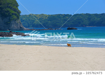伊豆半島・南伊豆・入田浜、海外リゾートを思わせる優雅な浜辺、犬がいる風景・静岡県下田市(6) 105762473