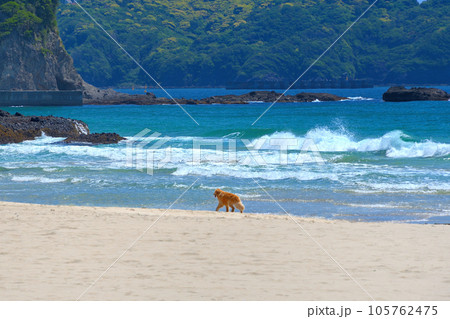 伊豆半島・南伊豆・入田浜、海外リゾートを思わせる優雅な浜辺、犬がいる風景・静岡県下田市(8) 伊豆半島・南伊豆・入田浜、海外リゾートを思わせる優雅な浜辺、犬がいる風景・静岡県下田市(8) 105762475