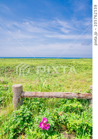 （北海道）ハマナス咲くサロベツ原野 105762539