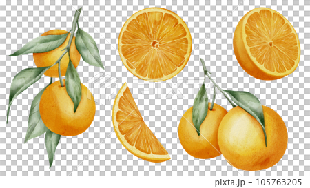 Orange fruit set. Hand drawn watercolor - Stock Illustration [105763205]  - PIXTA