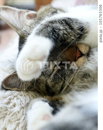 顔を手で隠して寝る猫 顔を手で隠して寝る猫 105763306