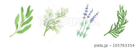 Kitchen Herbs or Potherbs as Spice and Condiment Vector Set 105763354