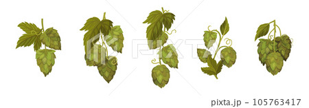 Fresh Hop Plants with Cones and Green Leaves Vector Set Fresh Hop Plants with Cones and Green Leaves Vector Set 105763417