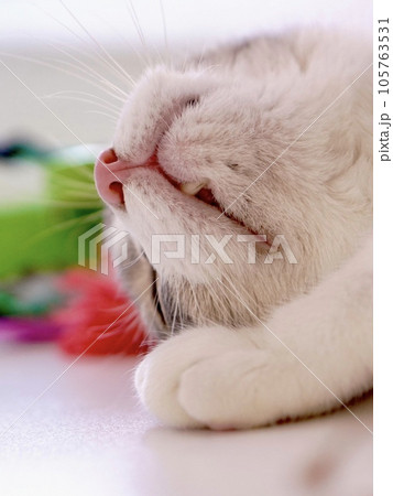 オモチャにスリスリしちゃう猫 105763531