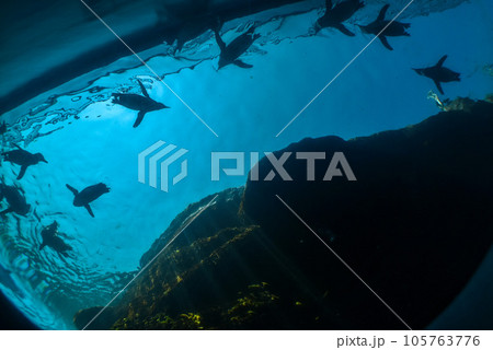 水族館 下から眺めるスイスイ泳ぐペンギンたち 水族館 下から眺めるスイスイ泳ぐペンギンたち 105763776