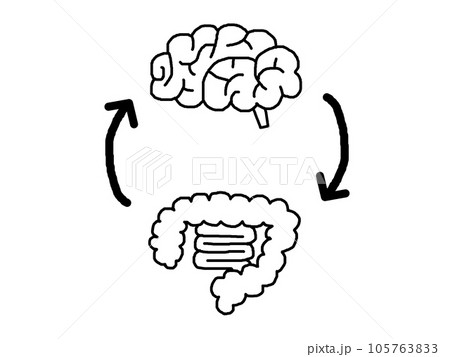 脳と大腸と小腸と矢印の手描きイラスト_モノクロ 脳と大腸と小腸と矢印の手描きイラスト_モノクロ 105763833