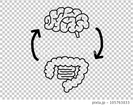 脳と大腸と小腸と矢印の手描きイラスト_モノクロ 脳と大腸と小腸と矢印の手描きイラスト_モノクロ 105763833