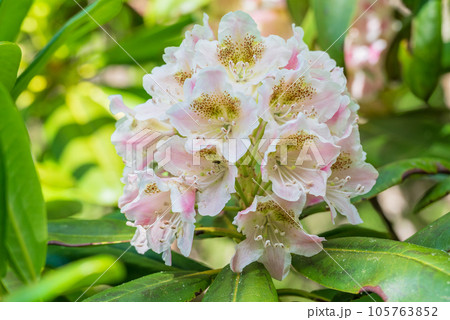薄ピンク色のかわいい花を咲かせるハクサンシャクナゲ 薄ピンク色のかわいい花を咲かせるハクサンシャクナゲ 105763852