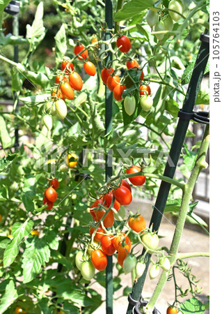 色づきだした家庭菜園のミニトマト 105764103