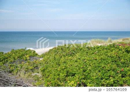 Rosehip thickets on the seashore on a clear summer day Rosehip thickets on the seashore on a clear summer day 105764109