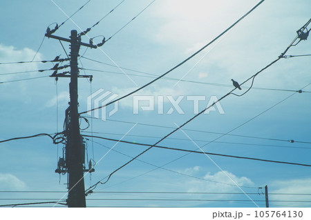 電柱と電線に止まる鳩 電柱と電線に止まる鳩 105764130