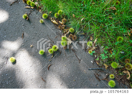 地面に落ちた栗のイガ（真駒内公園） 105764163