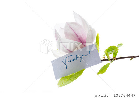 one pink flower on a branch of blooming magnolia close up 105764447