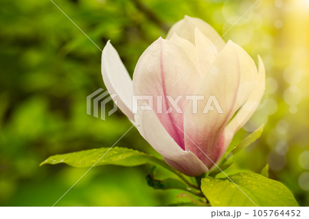 one pink flower on a branch of blooming magnolia close-up 105764452