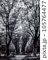 仙台定禅寺通り_2023年_赤外線写真 105764477