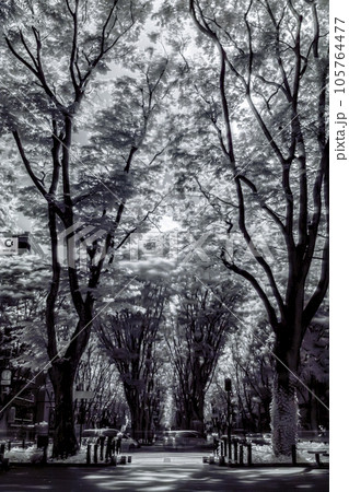 仙台定禅寺通り_2023年_赤外線写真 仙台定禅寺通り_2023年_赤外線写真 105764477