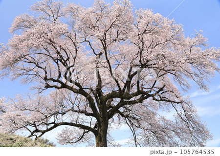 青空に映える満開の桜 青空に映える満開の桜 105764535