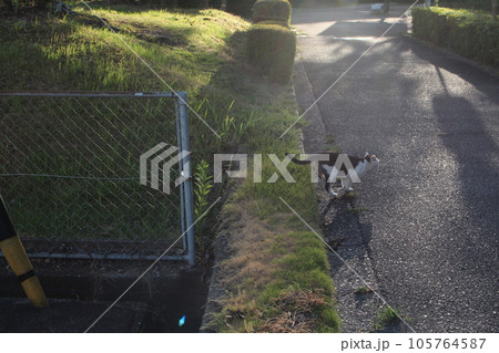 ごはんの場所に走るネコ 105764587