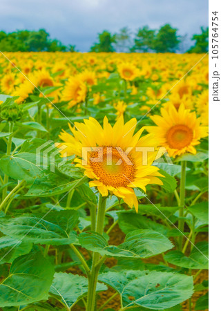 ひまわり畑のイメージ 105764754