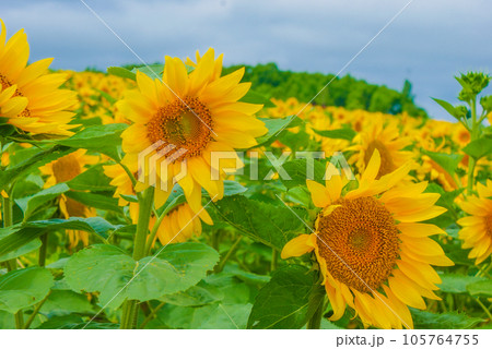 ひまわり畑のイメージ ひまわり畑のイメージ 105764755
