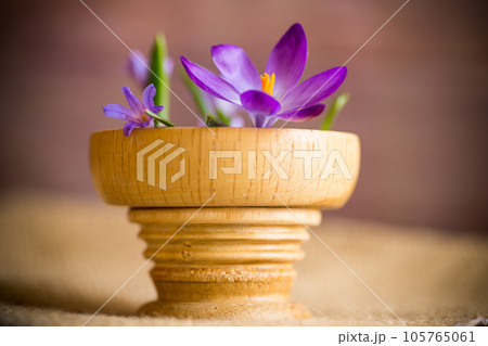 spring early purple crocuses in a wooden pot spring early purple crocuses in a wooden pot 105765061