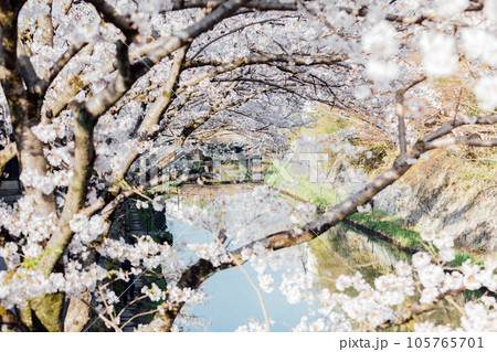 滋賀県近江八幡市　八幡堀の桜 105765701