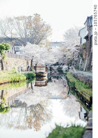 滋賀県近江八幡市 八幡堀の桜 滋賀県近江八幡市 八幡堀の桜 105765740
