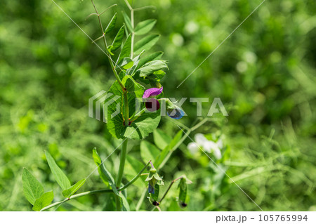 pea plants during flowering with petals, an agricultural field where green peas grow pea plants during flowering with petals, an agricultural field where green peas grow 105765994