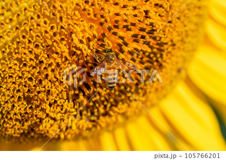 ミツバチとひまわり 105766201