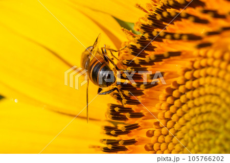 ミツバチとひまわり 105766202