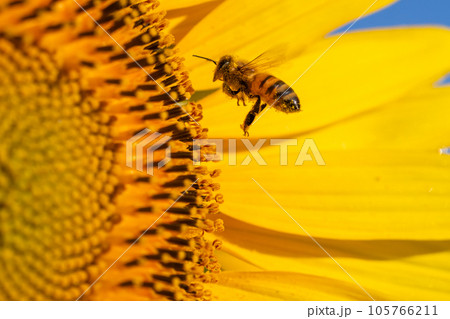 ミツバチとひまわり 105766211