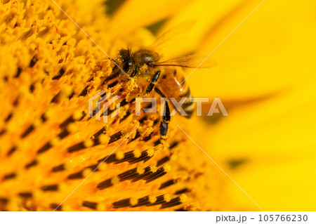 ミツバチとひまわり 105766230