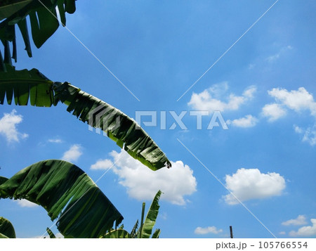 Banana tree and clear sky 105766554