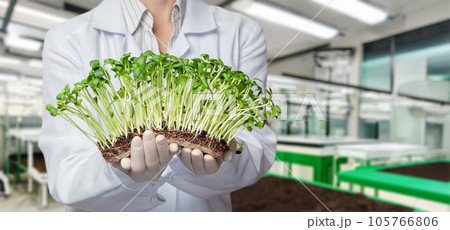 Biotechnologist shows grown plant cultures. 105766806
