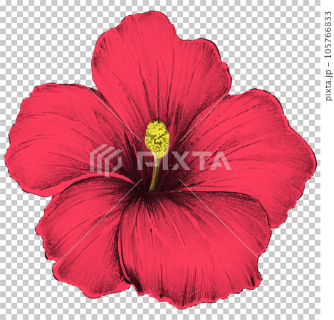 Hibiscus simple drawing illustration, solid coloring Hibiscus simple drawing illustration, solid coloring 105766833