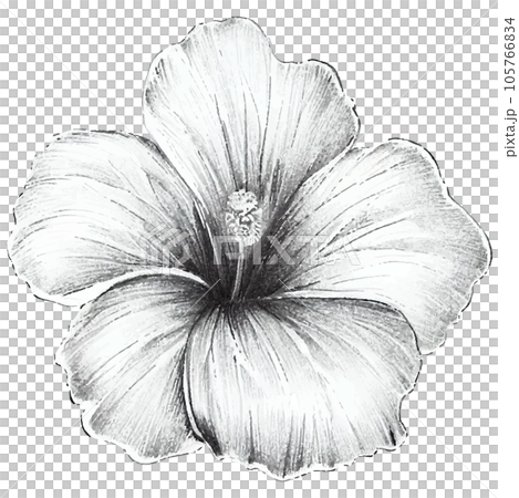 芙蓉簡單鉛筆插圖 芙蓉簡單鉛筆插圖 105766834