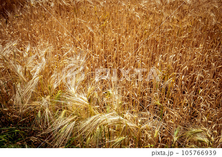 wheat fields in summer, Etretat, Normandy, france wheat fields in summer, Etretat, Normandy, france 105766939