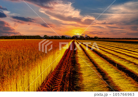 Flax fields in Normandy, France 105766963