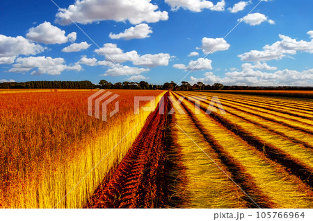Flax fields in Normandy, France 105766964