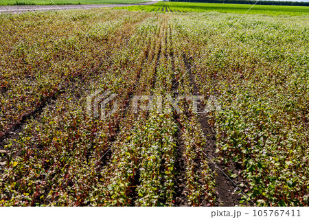 Buckwheat blooms in the field. White flowers. Sky with dark clouds. 105767411