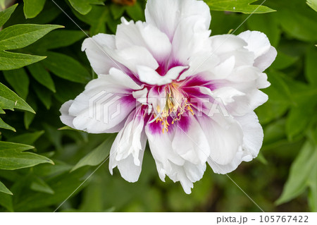 Paeonia 'Cora Louise' is a perennial plant with white and magenta flowers Paeonia 'Cora Louise' is a perennial plant with white and magenta flowers 105767422