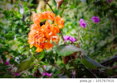 Orange Bougainvillea flowers close up. Bougainvillea. Floral background. Orange Bougainvillea flowers close up. Bougainvillea. Floral background. 105767910