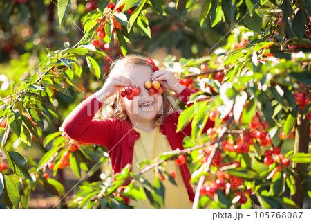 Little girl picking cherry in fruit garden 105768087
