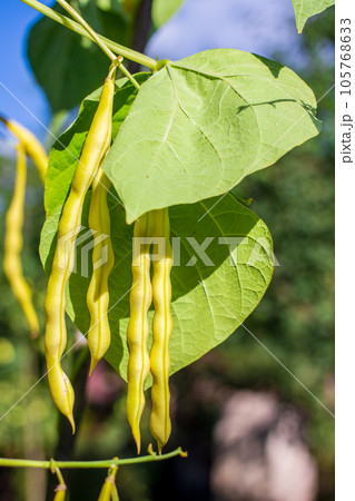 Beans. Close-up of bean pods on a plant Beans. Close-up of bean pods on a plant 105768633
