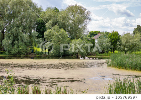 Landscape with small lake and pair of swans with ten cubs 105769597