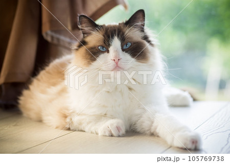 Beautiful young white purebred Ragdoll cat with blue eyes. Beautiful young white purebred Ragdoll cat with blue eyes. 105769738