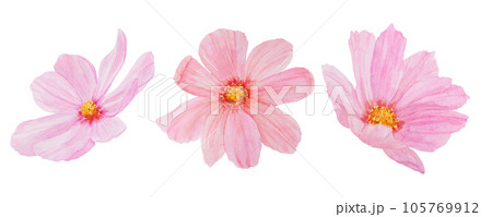 Pink Cosmos watercolor illustration. Hand drawn botanical painting, floral sketch. Colorful flower clipart for summer or autumn design of wedding invitation, print, greeting, sublimation, textile 105769912