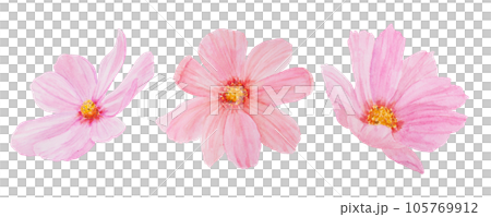 Pink Cosmos watercolor illustration. Hand drawn botanical painting, floral sketch. Colorful flower clipart for summer or autumn design of wedding invitation, print, greeting, sublimation, textile 105769912
